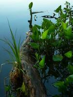 caído árbol y verde vegetación en el pantano. profundo agua bosque con verde floración plantas. foto