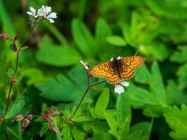 Bright natural background with a butterfly. Selective focus shot of a Mother-of-pearl Boloria eunomia butterfly on a green plant. Forests of the Altai Mountains. photo