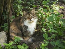 Homeless street cat close-up. The concept of protecting stray animals. Abandoned urban background photo