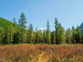 Bright atmospheric mountains landscape with big snowy mountain top over alpine cedar green forest. Awesome minimal autumn scenery with red dwarf birch shrub and glacier on rocks. photo