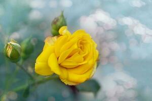 hermosa manojo de un floreciente amarillo rosas flores terminado natural verde fondo. flor antecedentes con Copiar espacio. suave atención foto