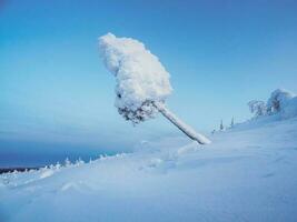 Magical bizarre silhouette of fir tree are plastered with snow at blue cold dawn background. Ice cream tree. Mystical fairy tale at the winter mountain. Snow covered Christmas fir on mountainside. photo