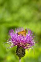 imbécil mariposa en un cardo flor. brillante natural antecedentes con un mariposa en un flor foto