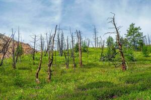 muerto bosque en altai montañas durante bonito día claro azul cielo con nubes foto