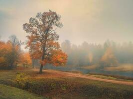 Beautiful autumn foggy landscape with red trees in a hill. photo