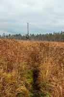 A path through the yellow grass to a lone tree burned by lightning. Swamp in the North in autumn photo