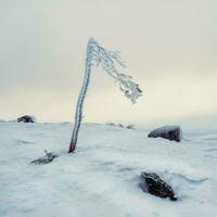 minimalista cuadrado antecedentes con un congelado árbol ese mira me gusta un bandera en un cubierto de nieve Pendiente en contra un gris polar cielo. foto