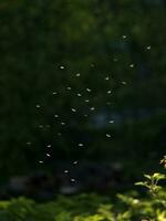 mosquitos enjambre a puesta de sol en el bosque foto