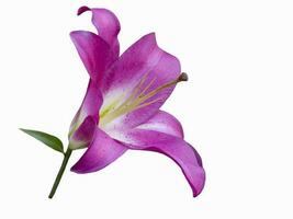 Violet lily isolated on white background. Beautiful still life. Flower in the shape of a star. Spring time. Flat lay, top view photo