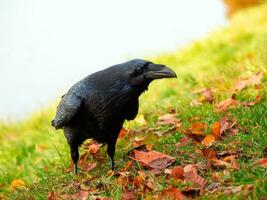 curioso grande negro cuervo posando en un otoño prado, retrato de un negro cuervo. foto