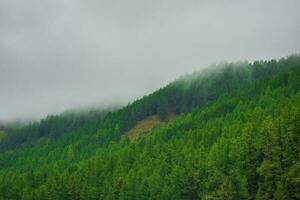 Foggy atmospheric green forest landscape with firs in mountains. Minimalist scenery with edge coniferous forest in light mist. Alpine tranquil landscape at early morning. photo