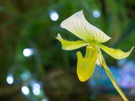 el florecer raro orquídeas paphiopedilum. cría de orquídeas foto