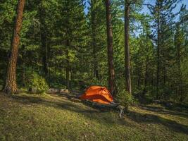 vívido naranja tienda debajo conífera arboles en verano bosque. tienda debajo árbol en conífero bosque en ladera. de cerca de brillante naranja tienda en montañas. escénico montaña paisaje en otoño foto