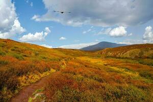 The path through Birch dwarf in autumn. Bright scenery of mountains and autumn forests of Altai region, Siberia. photo