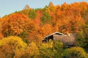 techo casa en un ladera rodeado por vistoso otoño follaje foto