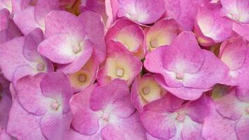 Beautiful pink hortensia close up. Artistic natural background photo