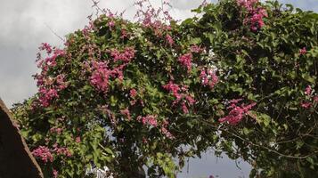 Antigonon leptopus or coral vine or mexican creeper or chain of love or confederate vine or queens wreath, is slowly clambering vine, pink flowers, and heart shaped leaves. photo