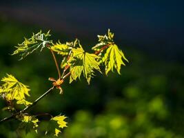 Soft focus with bright sunny green maple bud blooming in spring on a dark natural background. Copy space. photo