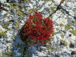 rhodiola cuadrífida crece desde un Roca. hermosa floral natural antecedentes foto