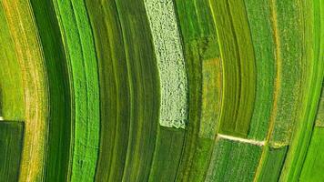 Top down view of decorative ornaments of diverse green fields. Suloszowa, Poland video