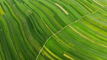 Aerial view of decorative ornaments of diverse green fields. Suloszowa, Poland video