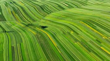 Aerial view of decorative ornaments of diverse green fields. Suloszowa, Poland video