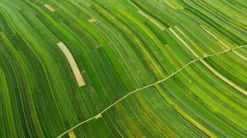 Aerial view of decorative ornaments of diverse green fields. Suloszowa, Poland video