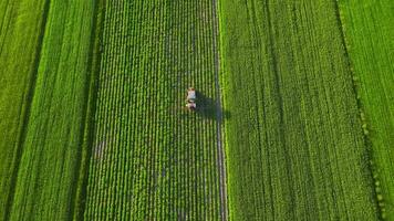 Top view of tractor sprays fertilizer on agricultural plants on the rapeseed field video