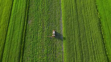 Top view of tractor sprays fertilizer on agricultural plants on the rapeseed field video