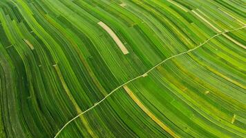 Aerial view of decorative ornaments of diverse green fields. Suloszowa, Poland video