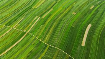 Aerial view of decorative ornaments of diverse green fields. Suloszowa, Poland video