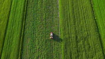 Top view of tractor sprays fertilizer on agricultural plants on the rapeseed field video