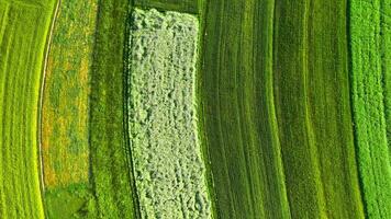 Haut vers le bas vue de décoratif ornements de diverse vert des champs. suloszowa, Pologne video
