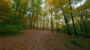 suave vuelo Entre arboles cerca a ramas en un fabuloso otoño bosque a puesta de sol video