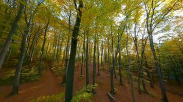 glatt Flug zwischen Bäume schließen zu Geäst im ein fabelhaft Herbst Wald beim Sonnenuntergang video