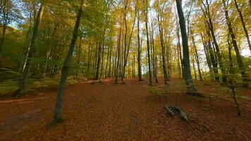 suave vuelo Entre arboles cerca a ramas en un fabuloso otoño bosque a puesta de sol video