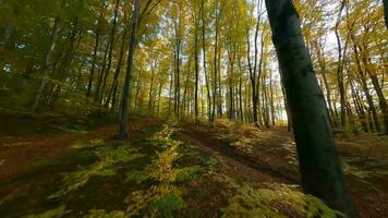 slät flyg mellan träd stänga till grenar i en fantastisk höst skog på solnedgång video