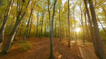 glatt Flug zwischen Bäume schließen zu Geäst im ein fabelhaft Herbst Wald beim Sonnenuntergang video