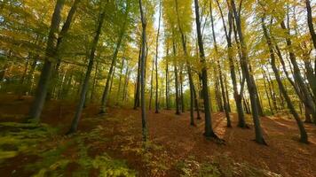 glatt Flug zwischen Bäume schließen zu Geäst im ein fabelhaft Herbst Wald beim Sonnenuntergang video