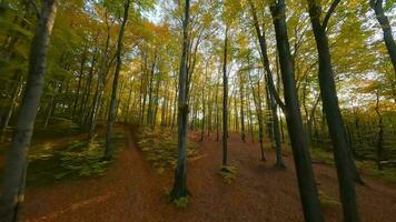 suave vuelo Entre arboles cerca a ramas en un fabuloso otoño bosque a puesta de sol video