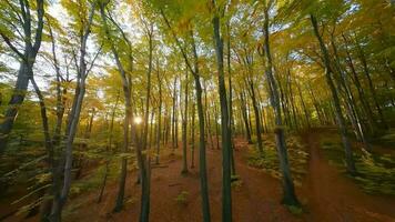 Smooth flight between trees close to branches in a fabulous autumn forest at sunset video