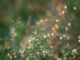 Juicy green grass on meadow with drops of water dew in morning light in summer outdoors close-up, soft focus. Beautiful artistic image of purity and freshness of nature photo