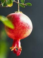 Ripe pomegranate on a branch photo