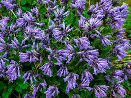 Carpet of wild mountain purple flowers, top view. Lush purple flowers bushes Dracocephalum imberbe close up. Background of mountain purple flowers. photo