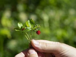 Male hands holding a bunch of ripe berries of wild red strawberries. Sweet organic gifts of nature photo