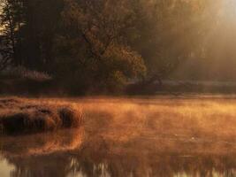 Sunny dawn on a foggy swamp. Evening sun rays on the dry grass growing in the swamp. photo