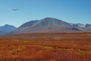 Bright red autumn mountain valley. Harsh mountain nature with sparse vegetation. Remote mountain area. Minimalistic landscape with Altai Mountains. photo