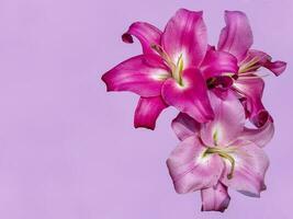 Lily flower on a pink background. Greeting card for celebration. Empty space for text photo