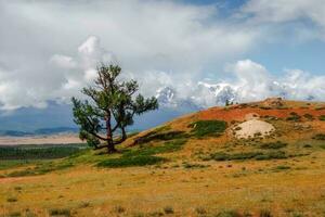 Minimalist landscape with a single bizarre cedar tree and rocks in a light fog. Mountain alpine meadow. photo