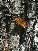 el marrón reyezuelo mariposa aglais urticaria, nymphalis urticae descansa en el ladrar de un árbol foto